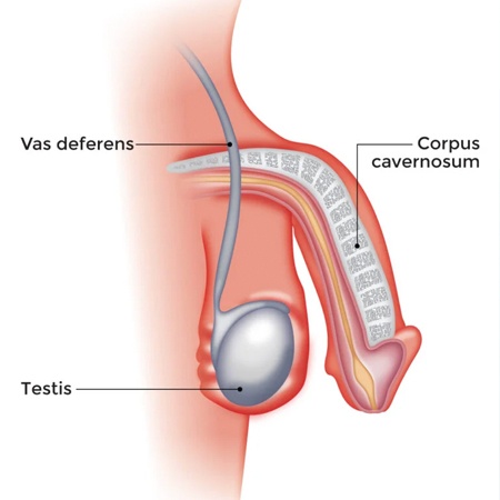 Erectile Dysfunction Causes